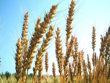 天然酵母パン 小麦